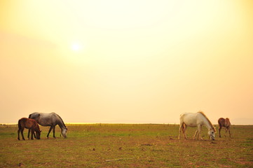 Horse in Grassland at Sunset