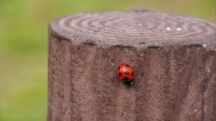 Seven-spot Ladybird on Stump