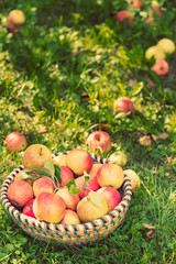 Organic apples in basket, apple orchard, fresh homegrown produce