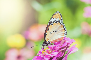 Butterfly and flower
