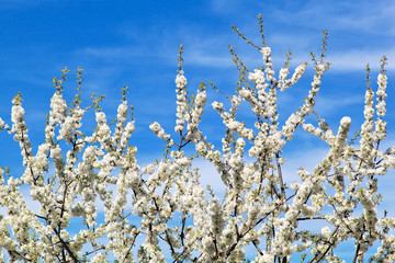 Frühling Landschaft
