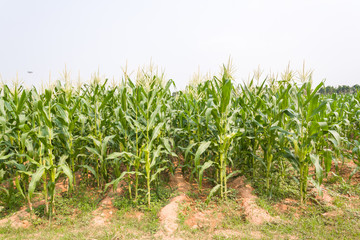 Fototapeta na wymiar corn plantation in Thailand