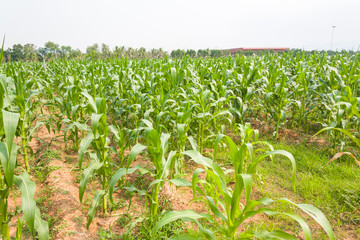 corn plantation in Thailand