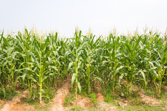 Corn Plantation In Thailand