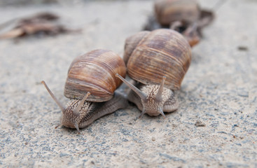 burgundy snail