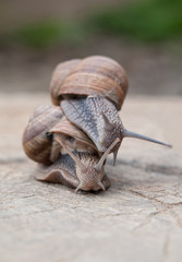 snails in love