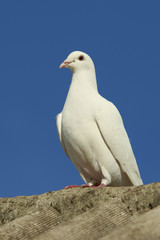 White Dove of Peace