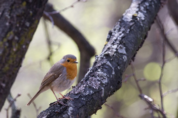 robin on a branch