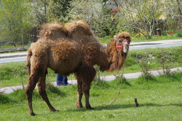 Wielbłąd na wsi © klumb