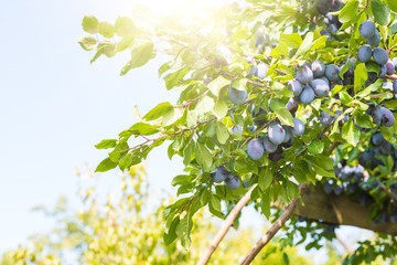 Plum tree with ripe juicy fruits in sunshine