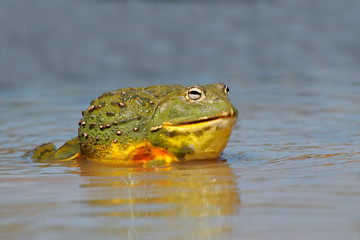Male African giant bullfrog (Pyxicephalus adspersus) in shallow water, South Africa.