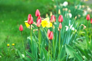 Beautiful red tulips on field