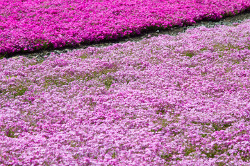 Fototapeta premium Pink moss phlox flowers and red of one side, in soft light and shadow.