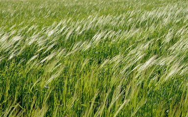 風にゆらぐ小麦