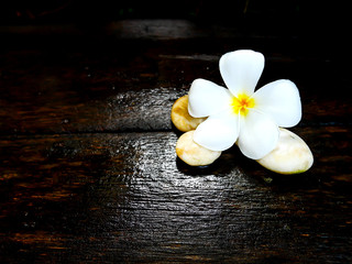 Fototapeta premium White plumeria flower