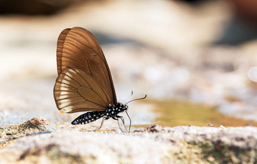 Fototapeta na wymiar The Blue-striped Mime butterfly.