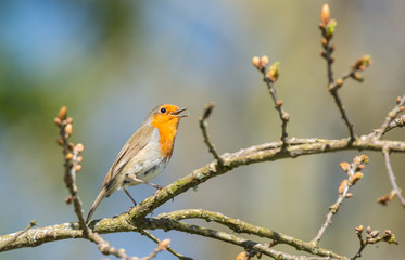 cute little young robin bird singing and climbing a blooming tree branch during springtime 