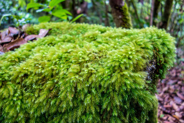 Morne Seychellois National Park - Mahe - Seychelles