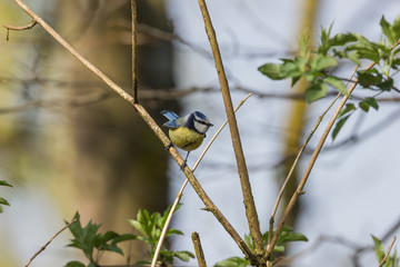 Kohlmeise sitzt am Baum