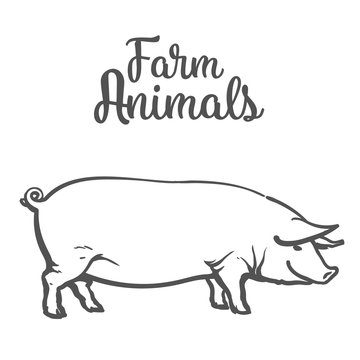 pig on a white background, farm animals pig, sketch Vector illustration drawn by hand, one pig Image thick contented pigs for sale of meat