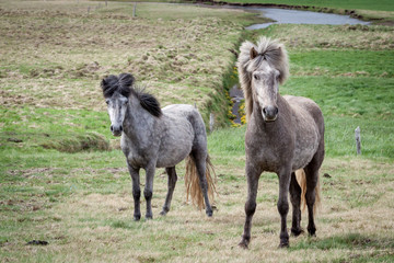 Obraz premium kleine graue Pferdchen