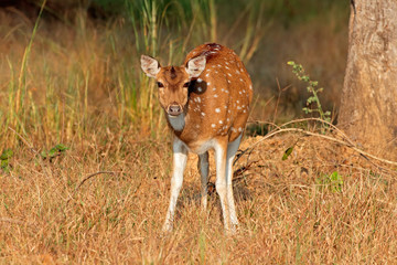 Female spotted deer or chital (Axis axis), Kanha National Park, India.