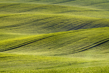 Obraz premium pofalowane pole młodego zboża