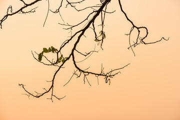 Branches on sky sunset background