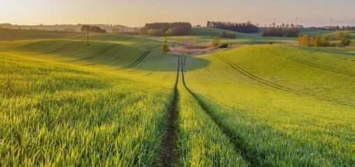 Fototapeta premium Panorama wiosennego pola 