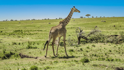 giraffe in Masai Mara National Park.
