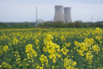Atomkraftwerk Rapsblüten