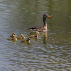 Wildgänse im See mit Jungen
