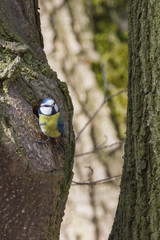 Kohlmeise sitzt am Baum