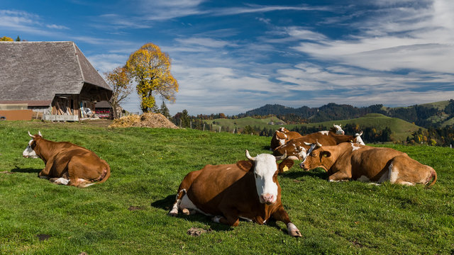 Schweizer Fleckvieh auf der Oberrafr&uuml;ti im Emmental im Kanton Bern