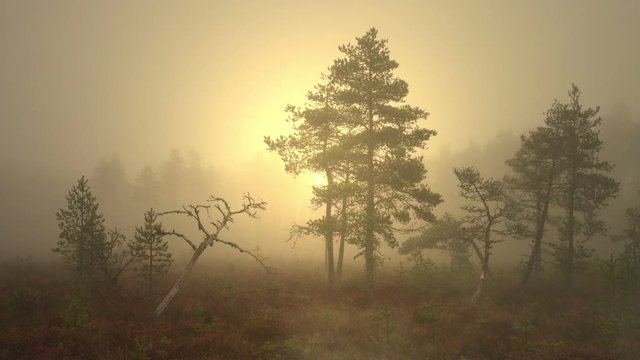 Mist rising from the bog. Foggy marshland in early morning. Actual scene from Finland, but it is characteristic landscape also for Sweden, Norway, Baltic and other countries with bogs, mires and pines