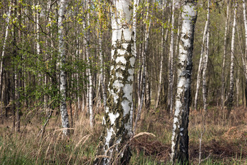Birch trees in springtime, nature background