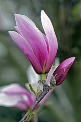 Fototapeta premium Magnolien 