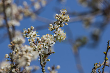 Baumblüte im Frühling