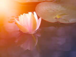 Fototapeta na wymiar Lotus in garden with morning light