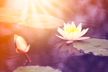 Fototapeta na wymiar Lotus in garden with morning light