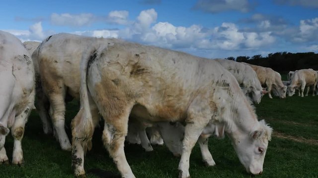 charolais en p&acirc;ture