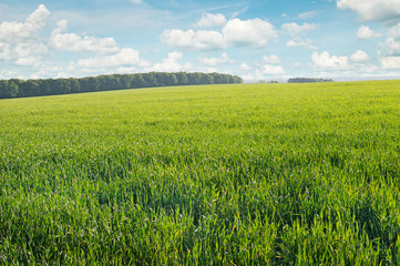 spring meadow and blue sky