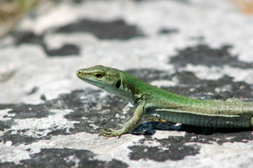 Sicilian Wall Lizard