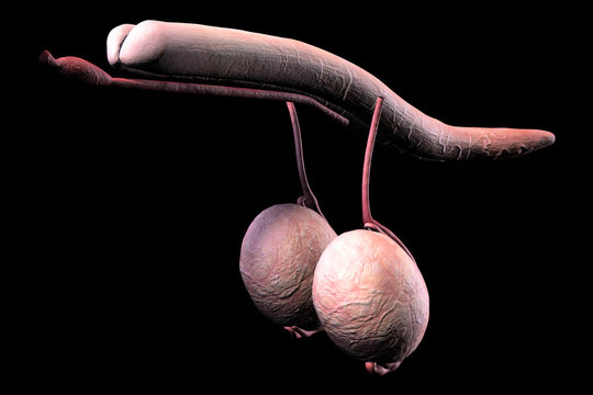 human male penis internal organs