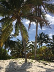 Kokospalmen am Strand