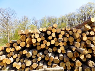 Woodpile in forest