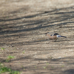 Gimpel, Dompfaff, Blutfink, Weibchen beim Sammeln von Nestbaumaterial