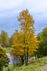Autumn lime tree on top of a hill