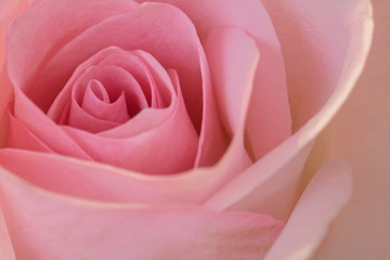 Beautiful Pink Rose Closeup