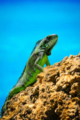Iguane vert